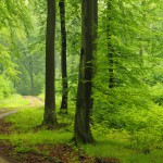 Dirt Road through Beech Forest